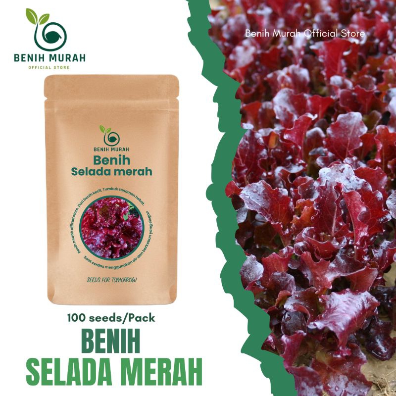 

BENIH SELADA MERAH