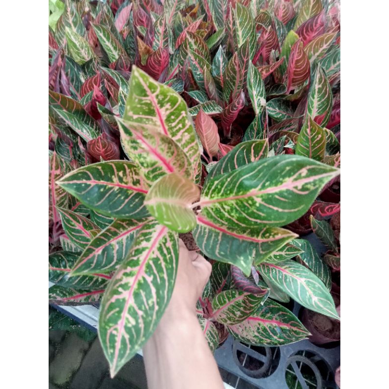 aglonema pride of sumatra