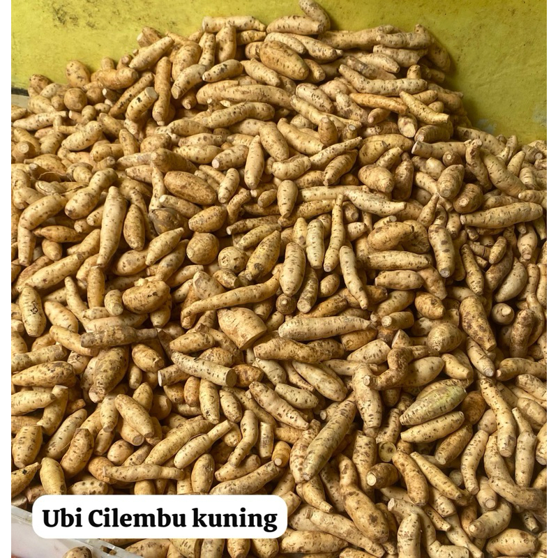 

Ubi Cilembu Madu