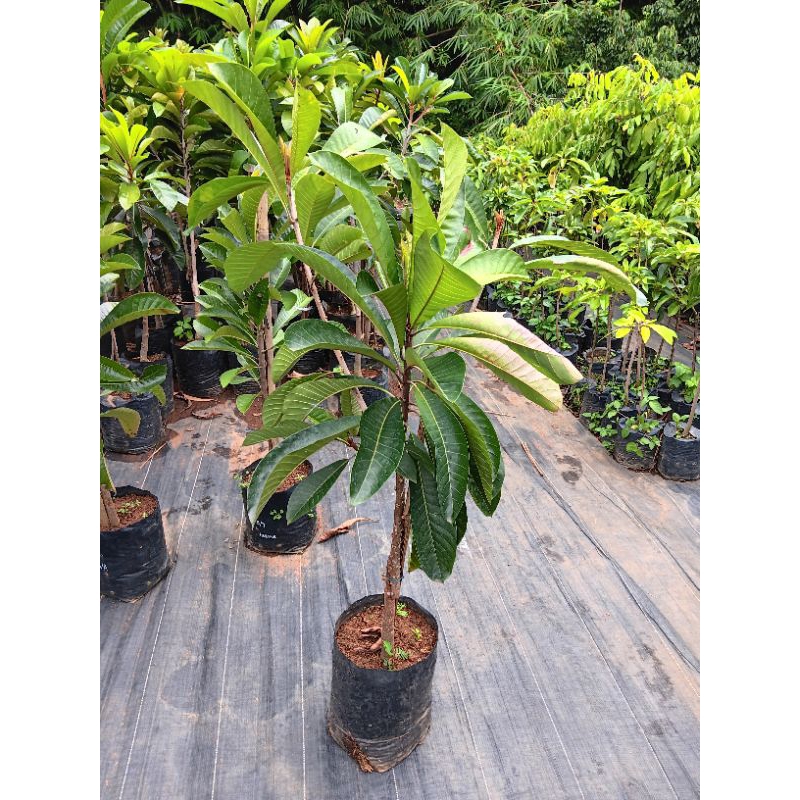 Tanaman Mamey Sapote Espeda ( sambung susu )