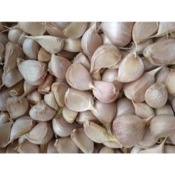 

Bawang Putih Kating Bersih 500 gr