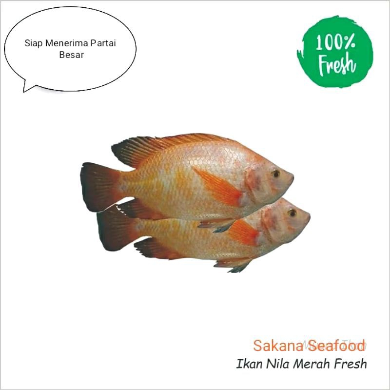 

IKAN NILA 1KG FRESH