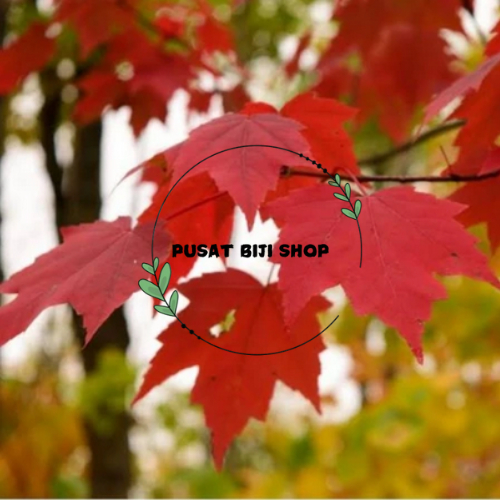 Benih Bunga Red Maple Biji Bibit Kembang Kertas Merah Siap Tanam Semai Tanaman Hias Taman Isi 5