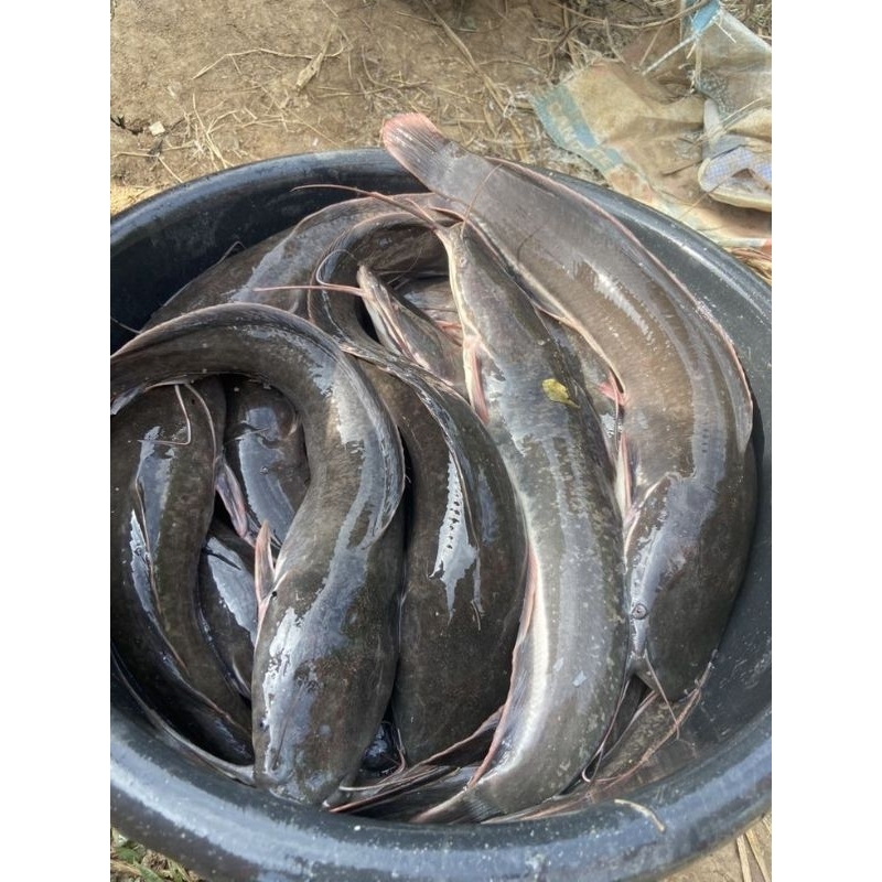 

Ikan Lele Fresh 500g