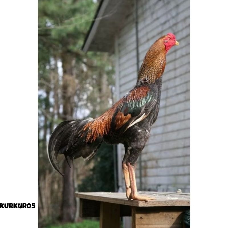 

telur ayam shamo jepang ori petarung bisa untuk di tetaskan