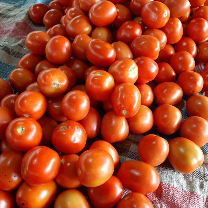 

Tomat Fresh & Bersih -+ 300Gr ( Kirim Instan )