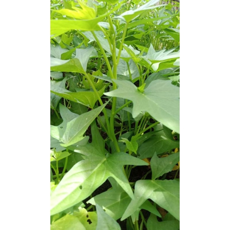 

daun ubi
