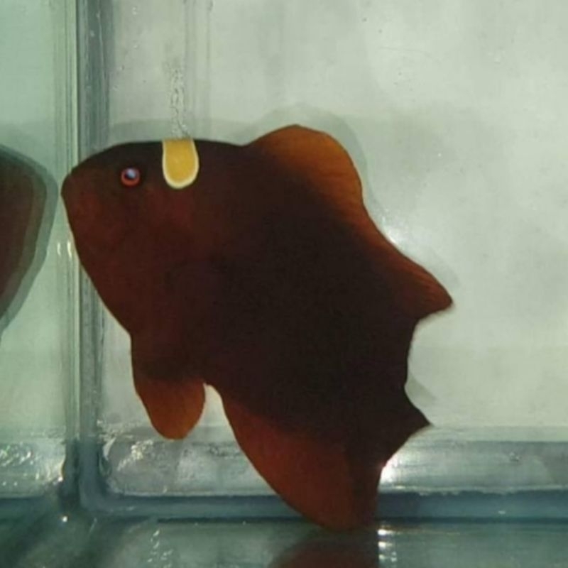 Ikan Hias Laut Balong Sumatra / Misbar Gold Maroon Clown Fish