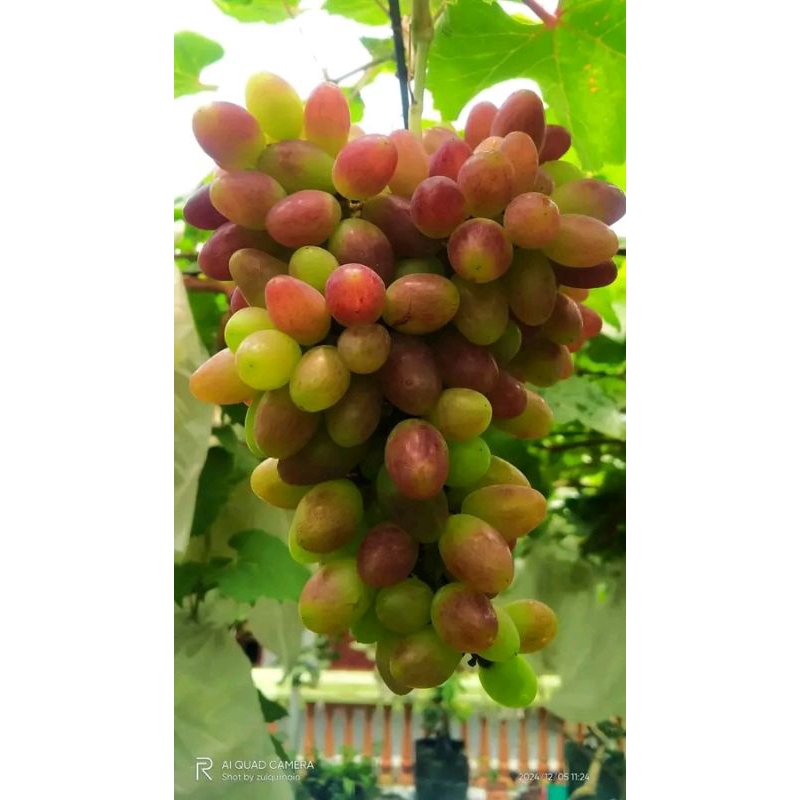 Entres Anggur Import