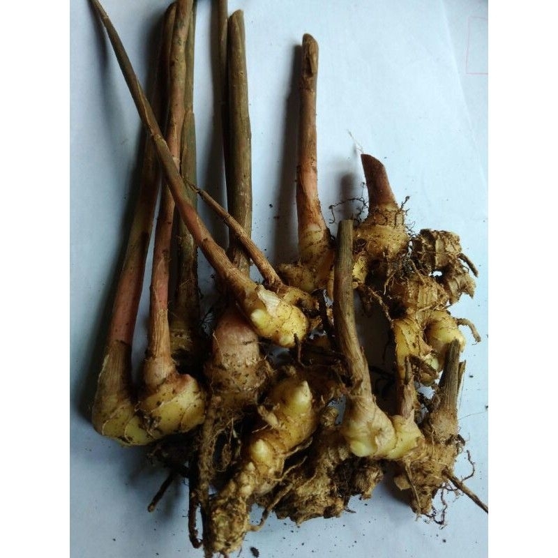 

Bibit Temulawak/Curcuma obat herbal