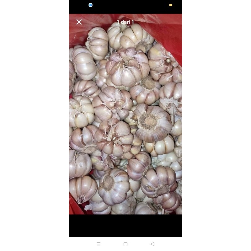 

Bawang putih 800gr