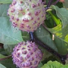 BIBIT KECUBUNG UNGU SUPER ORIGINAL