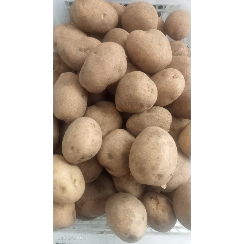 

kentang dieng asli dijual perkilo