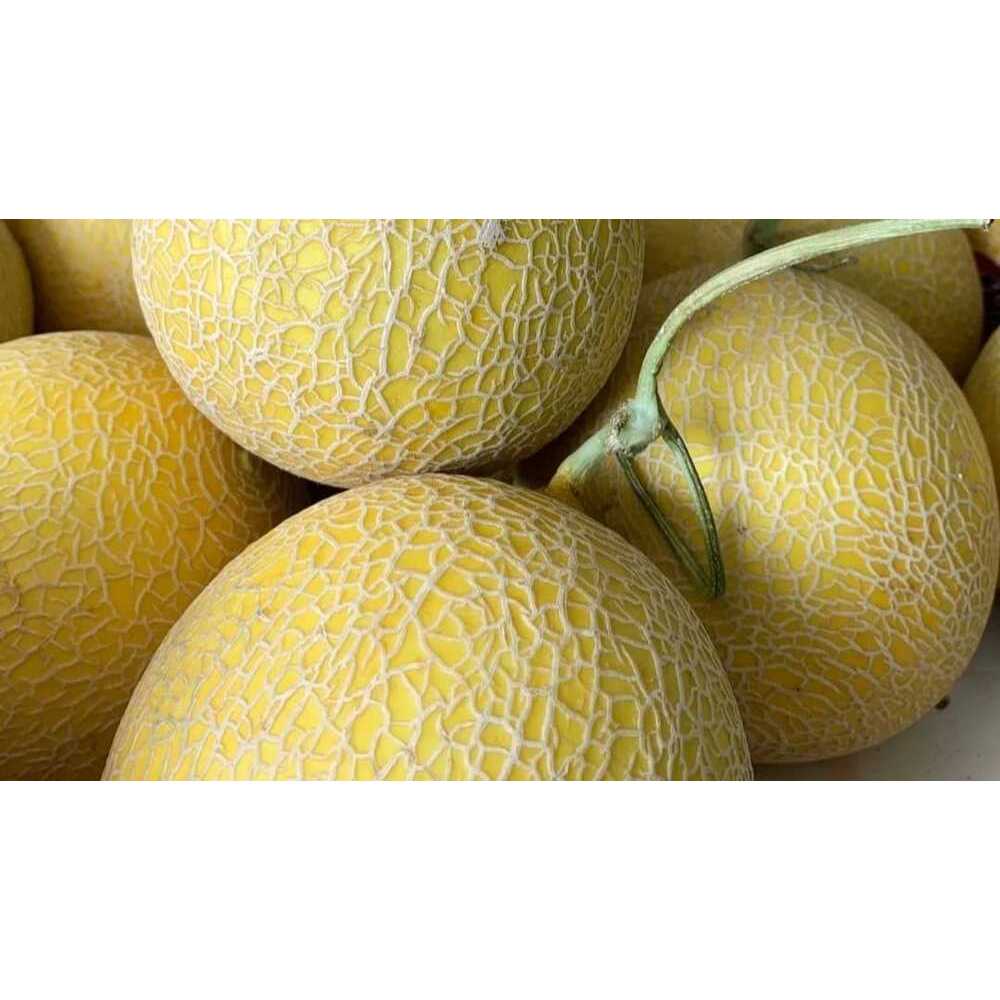 

Buah Melon / Biji Fresh ( Kirim Instan )