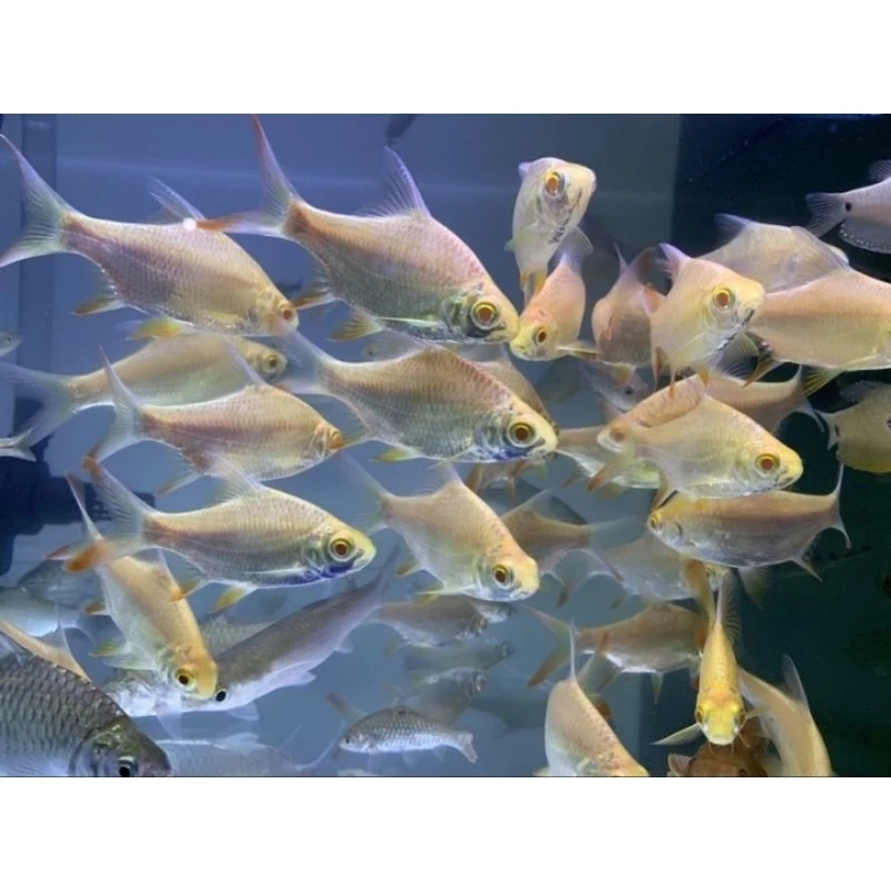 Hiasan Aquarium Kaviat Albino-kaviat