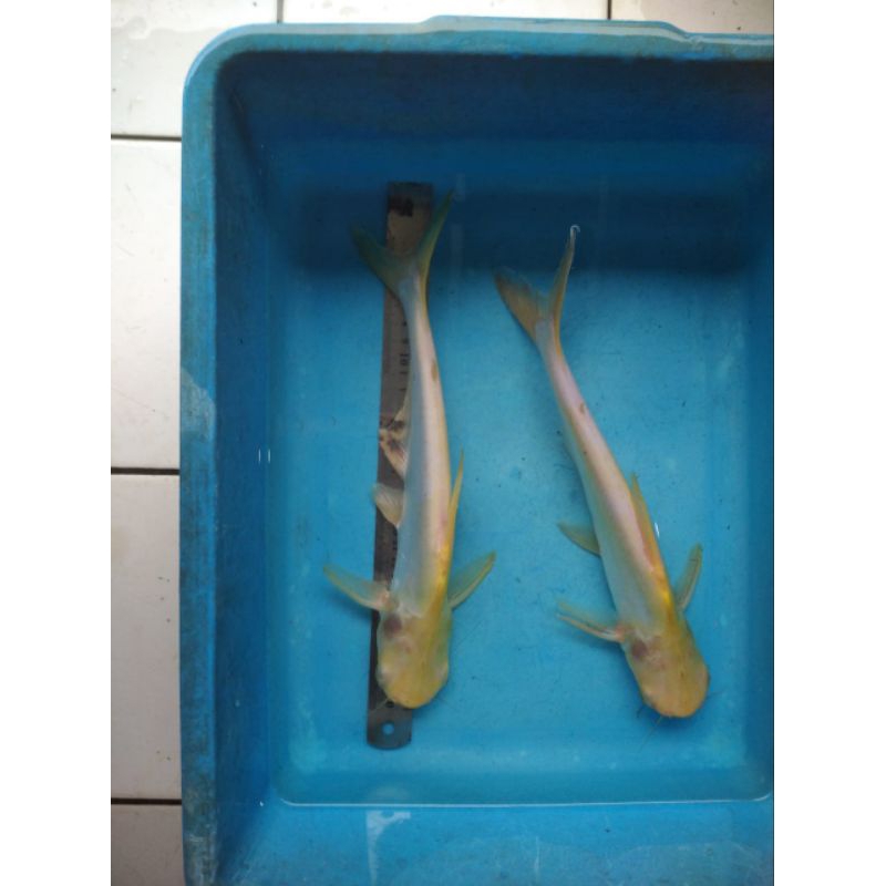 BIBIT IKAN PATIN ALBINO / Sehat berkwalitas