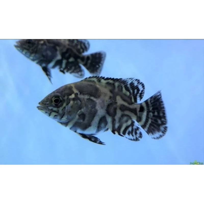 Hiasan Aquarium Oscar Batik-Oscar