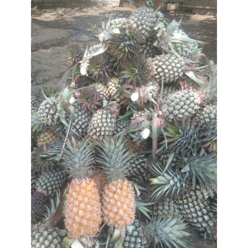 

nanas prabumulih di jamin manis masak di batang