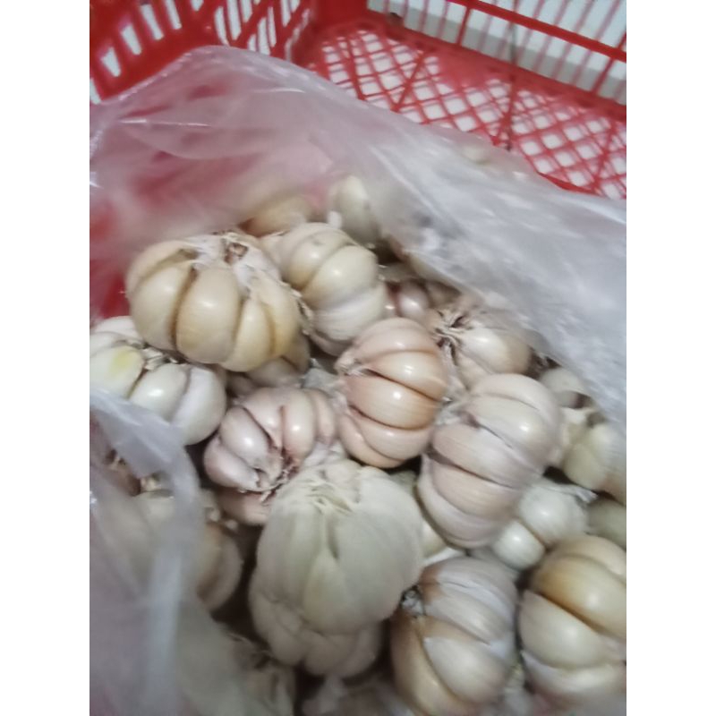 

bawang putih super fresh
