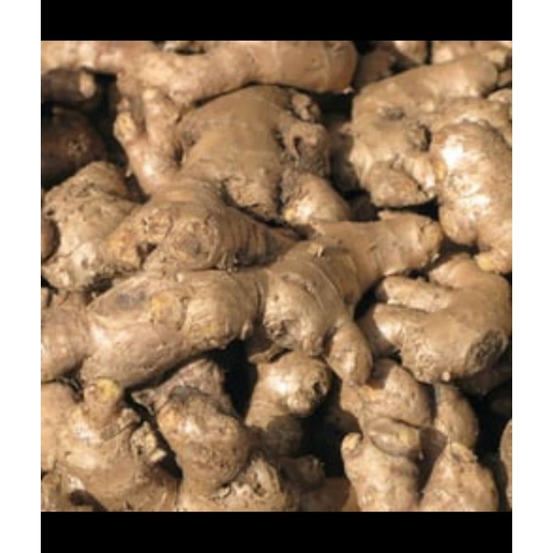 

Jahe Gajah 1 kilogram segar