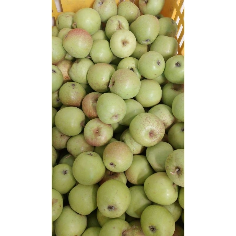 

Apel Manalagi ukuran 10-15 berat 1kg
