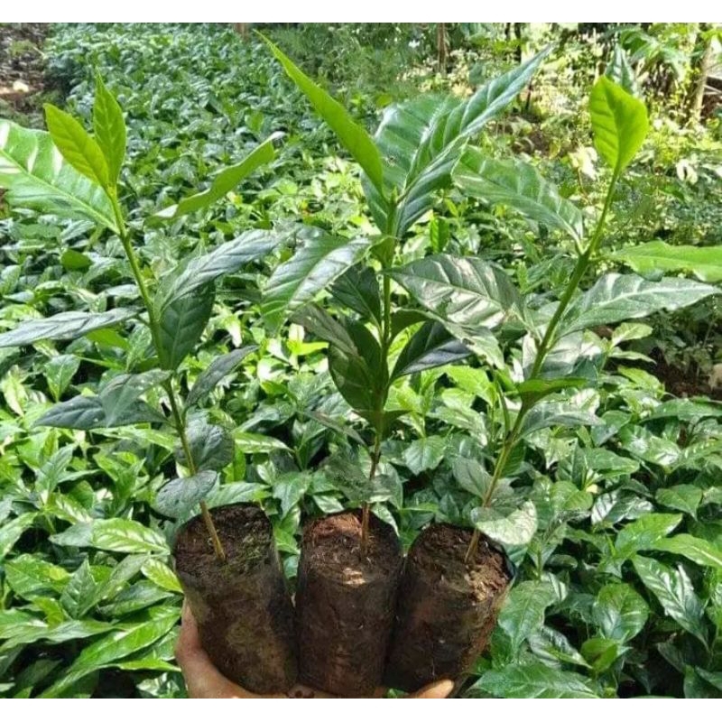 

Bibit kopi Arabika