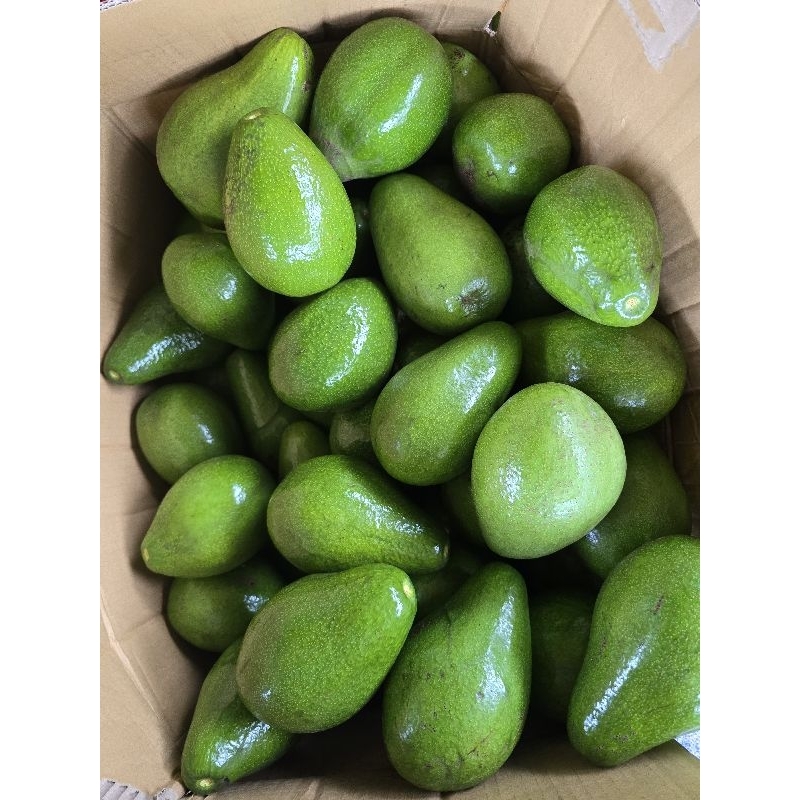 

alpukat mentega premium