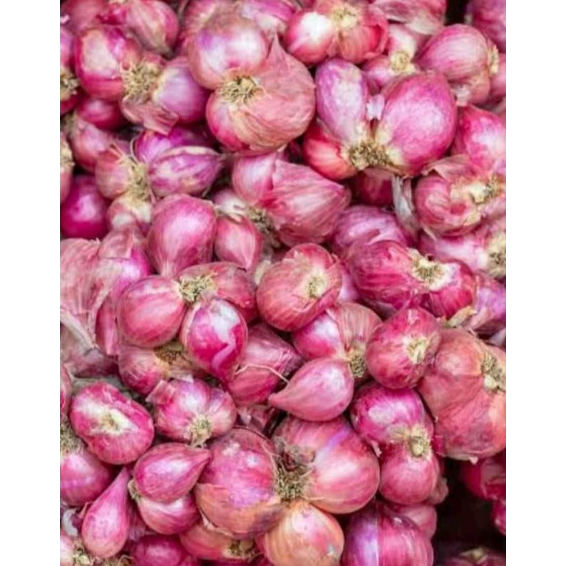 

Bawang Merah Fresh Asli Brebes Kualitas Super