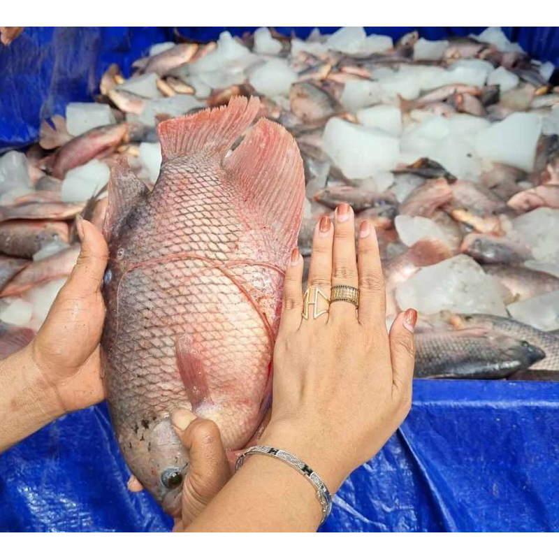 

Gurami 1 kg isi 2 ekor