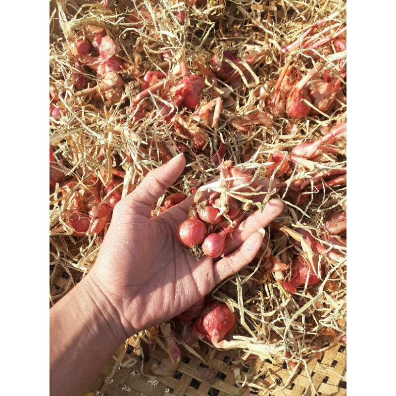 Benih Bibit Bawang Merah Bali Karet (Batu Ijo) Siap Tanam Berat 10KG
