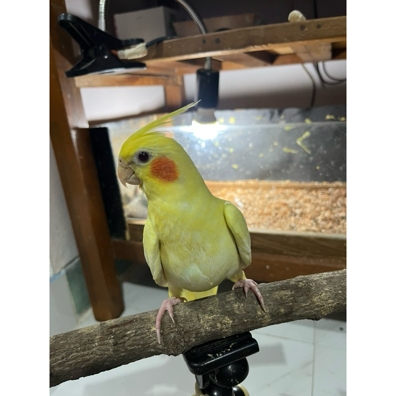 anakan falk parkit australia baby