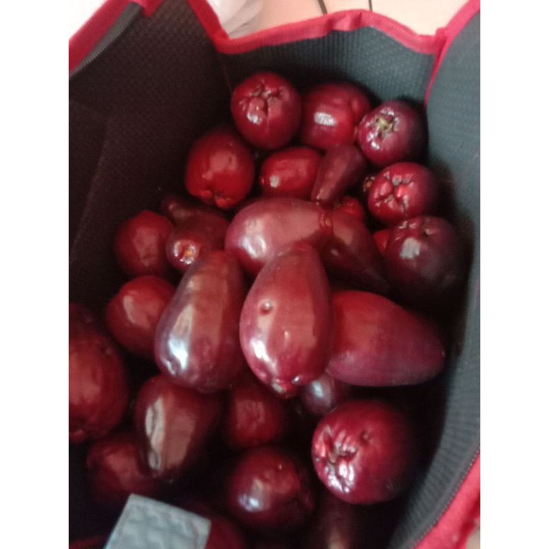 

BUAH JAMAIKA 1KG Asli jamaika darsono