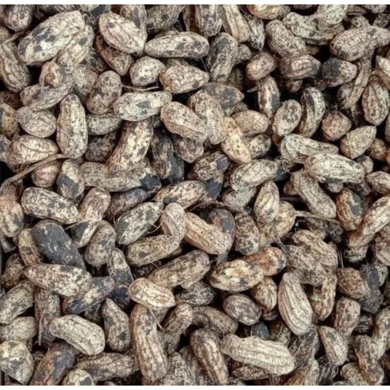 1Kg Kacang tanah kulit mentah Segar