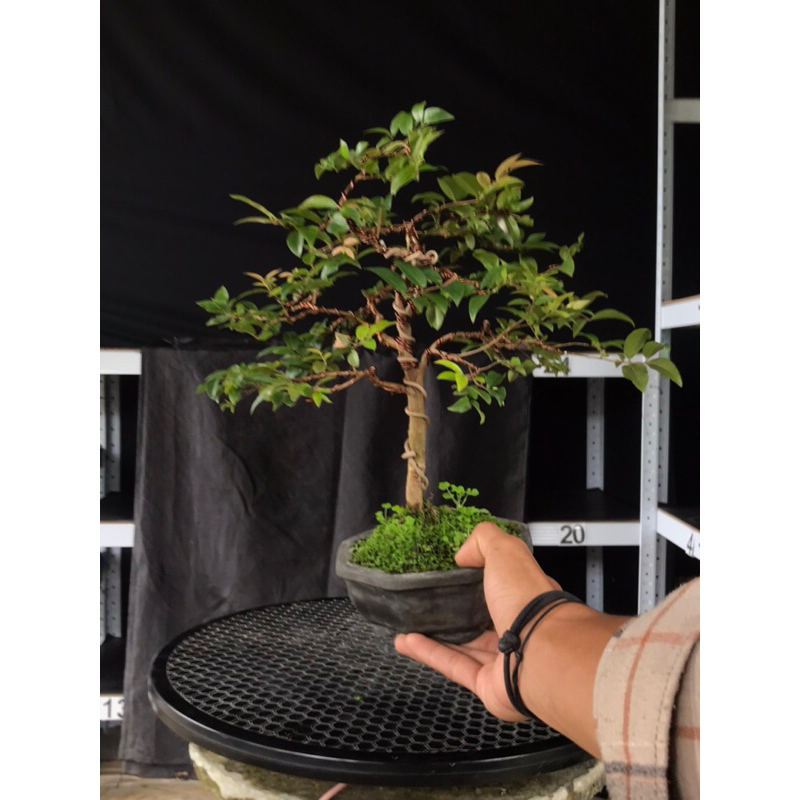 Bonsai KupaLandak anggur brazil Jaboticaba