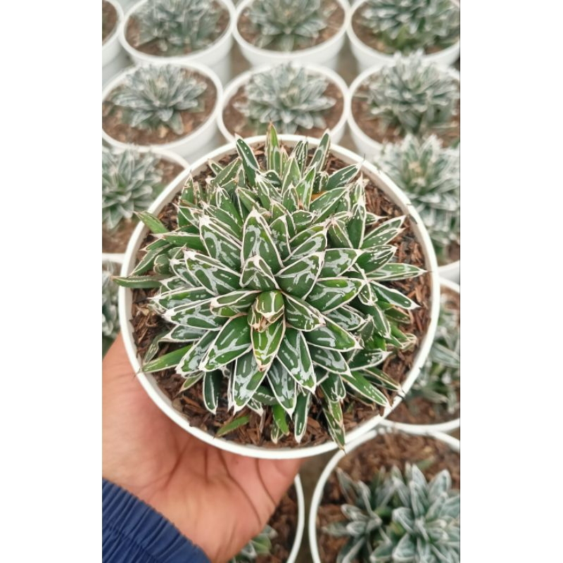 Agave Reginae Hemison Cluster