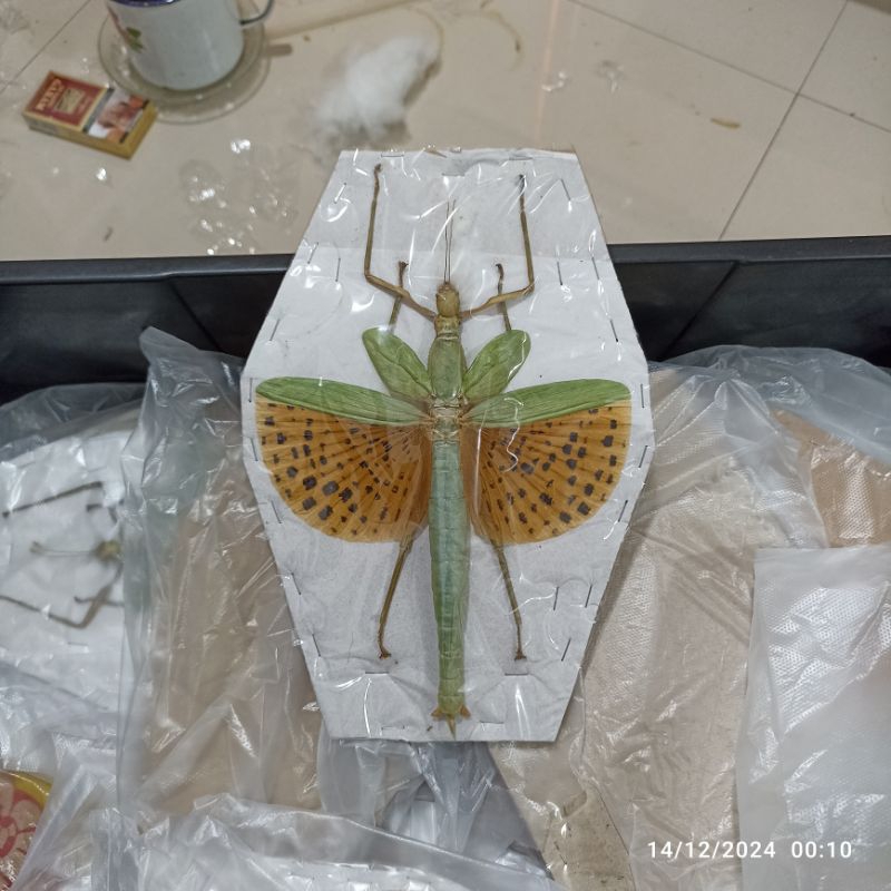 java giant stick insect paracyphovrania