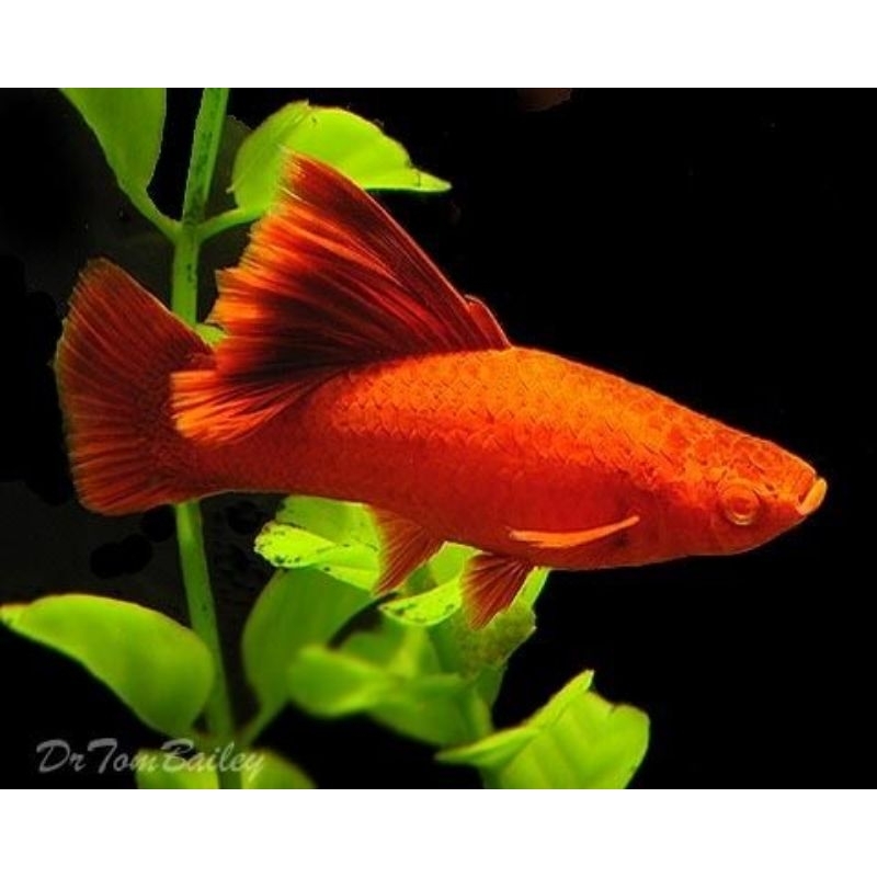 hiasan aquarium bloodred