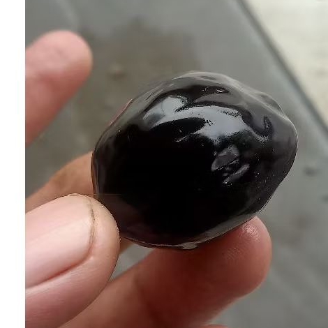 Muncang/kemiri Adu ,, batok tebal super liat kojo