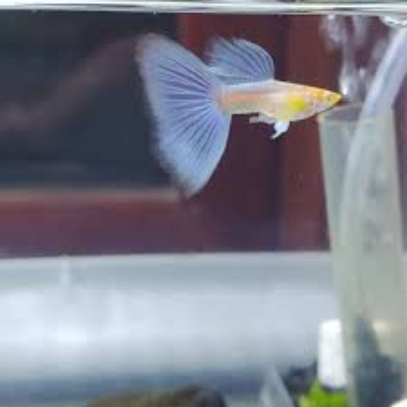 Obat Ikan - Guppy Albino Sky Blue (Topaz)