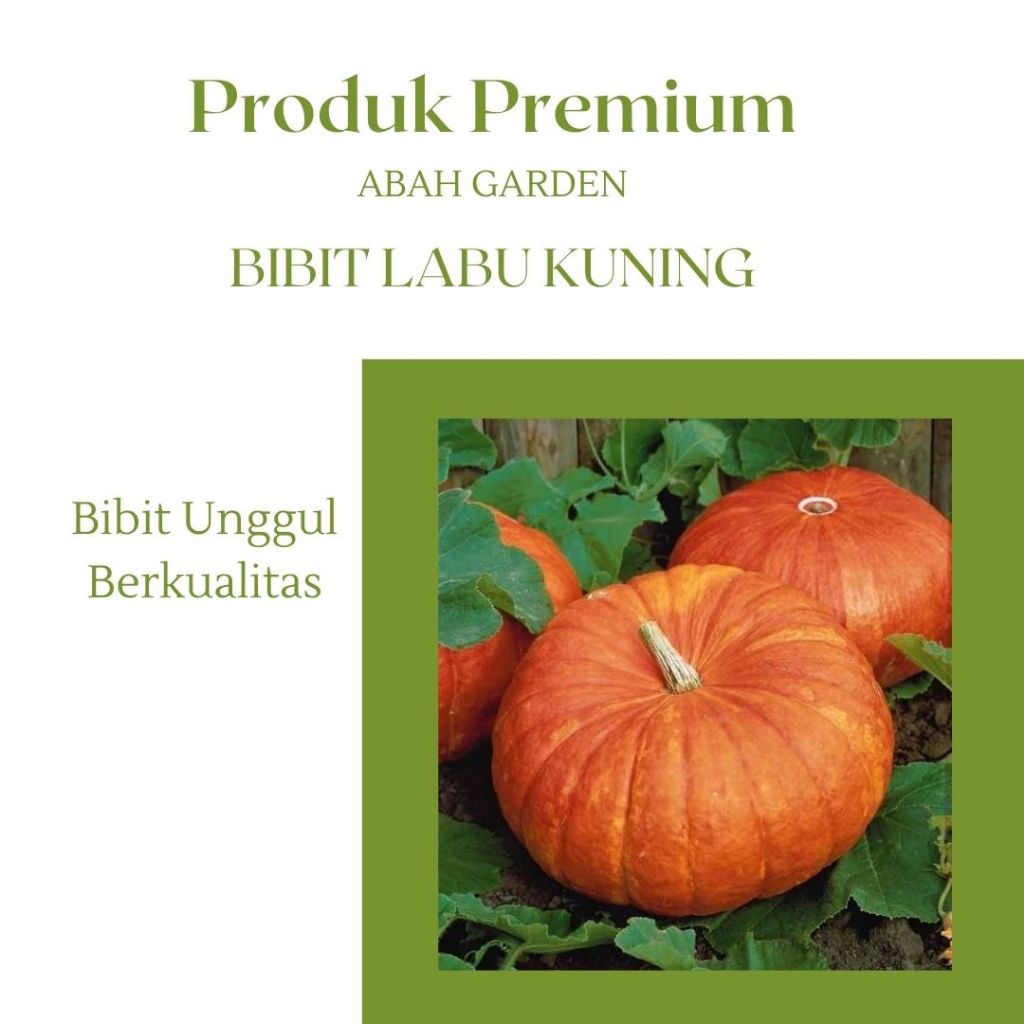 Benih Labu Parang Kuning Bibit Labu Kuning Bibit Unggul