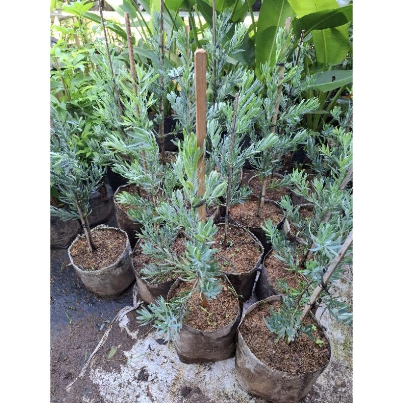 tanaman lohansung blue ice - lohansung blue ice