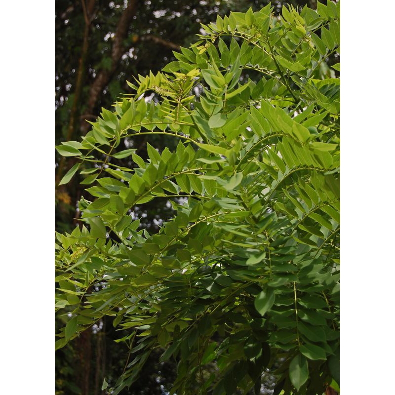 

daun Gamal segar 500g