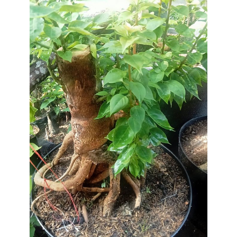 Bougenville Bonggol besar SGP berkualitas