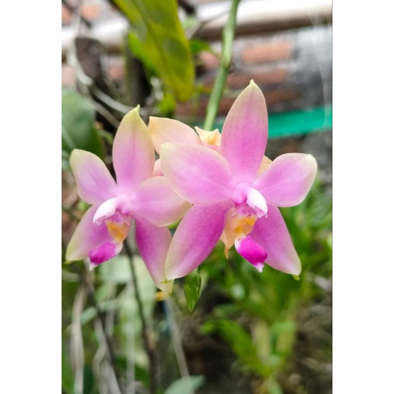 phalaenopsis violacea (jumbo)