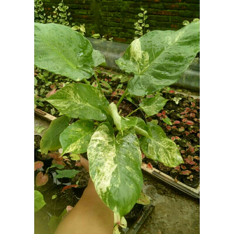 (Ukuran Kecil) Bibit Homalomena Schismatoglottis Variegata