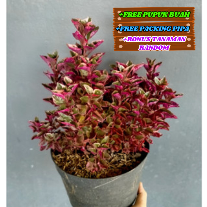 Krokot Merah Super Cantik Dan Merona