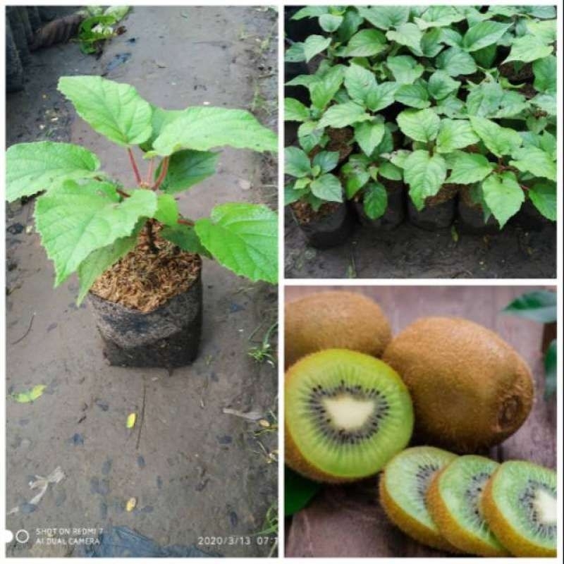 bibit kiwi hijau siap berbuah