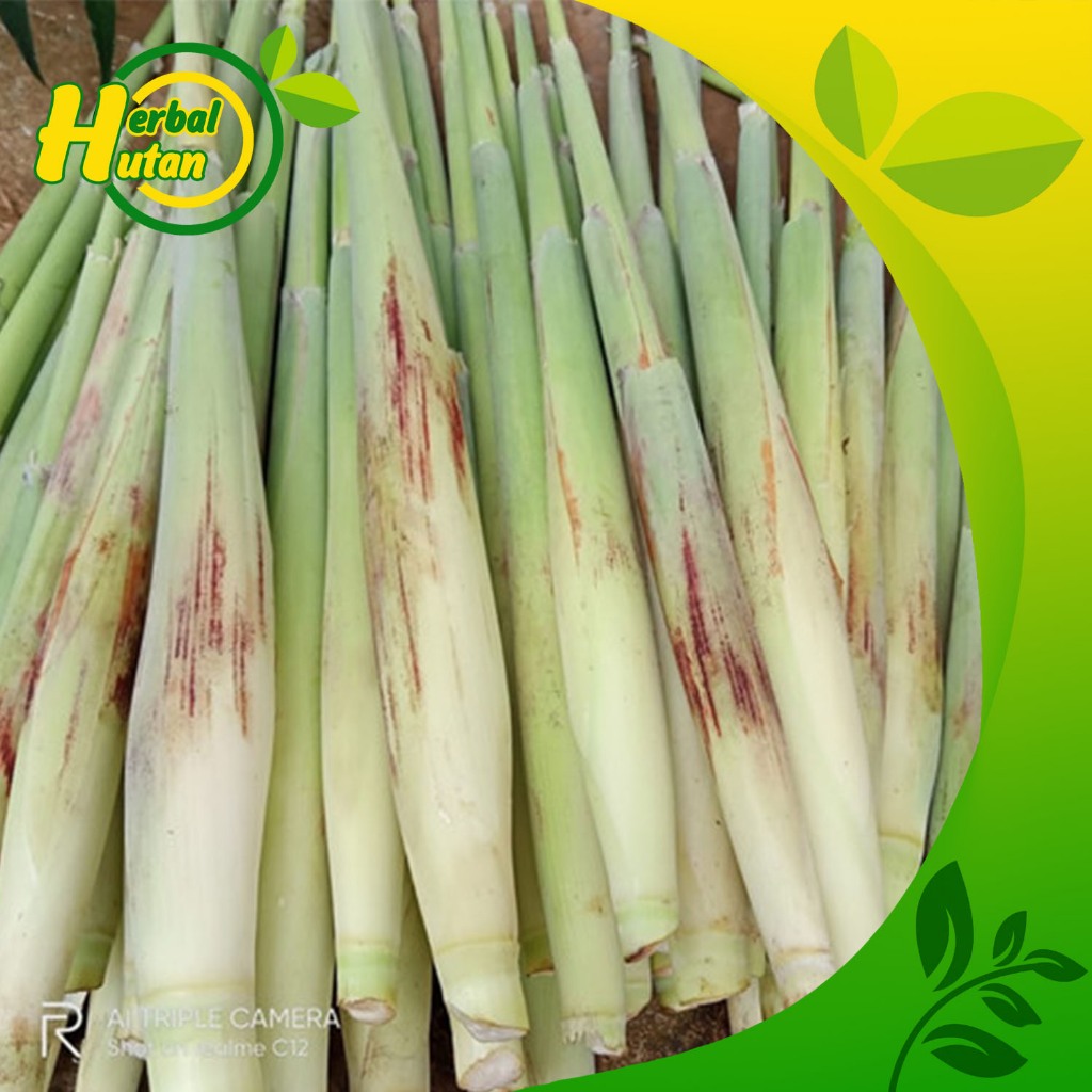 

Promo turubuk sayur Tebu Endong Terubuk 1 kg bisa cod