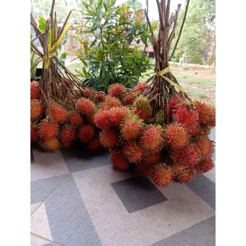 

rambutan daging tebal berat 1kg