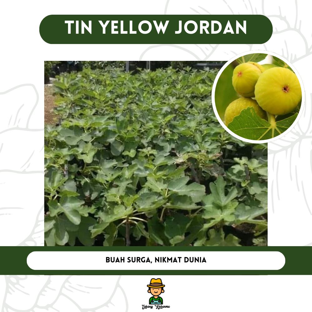 Bibit Tanaman Buah Tin Yellow Jordan | Manis, Segar, Berbuah Cepat